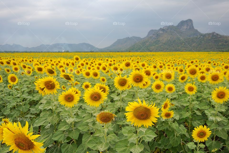 Sunflower field is the most beautiful in Thailand.