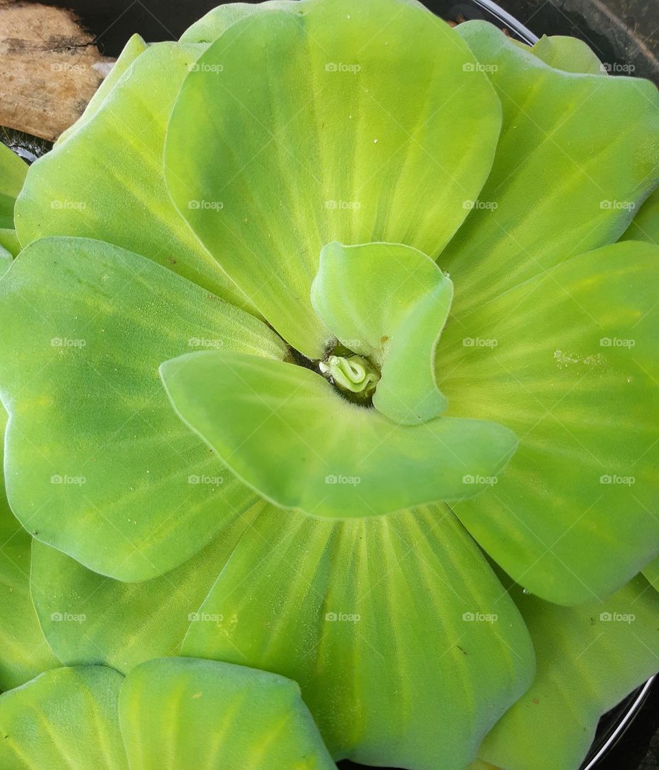 Close up beautiful green color of Pistia stratiotes water plant on the pond , top view