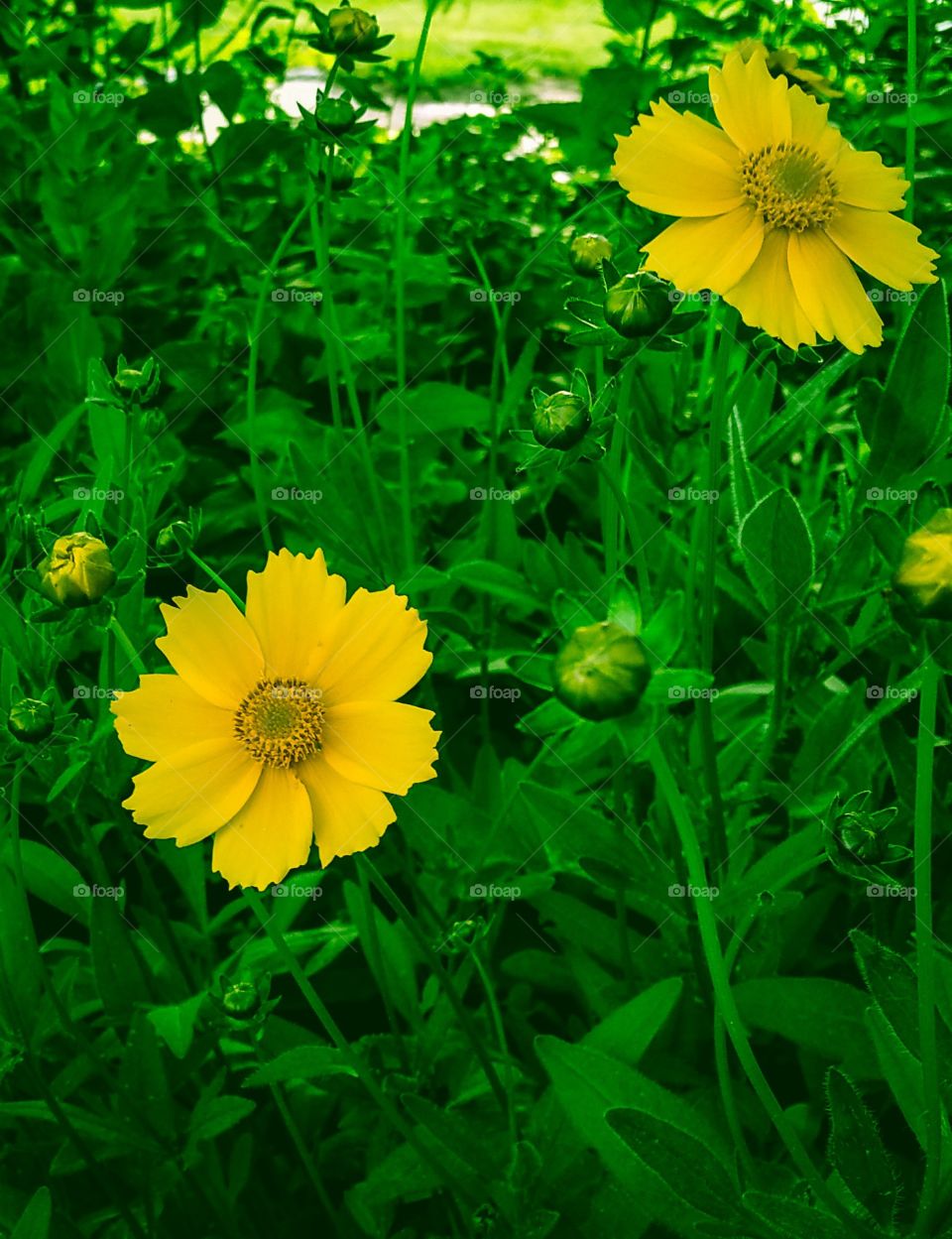 Yellow Flowers