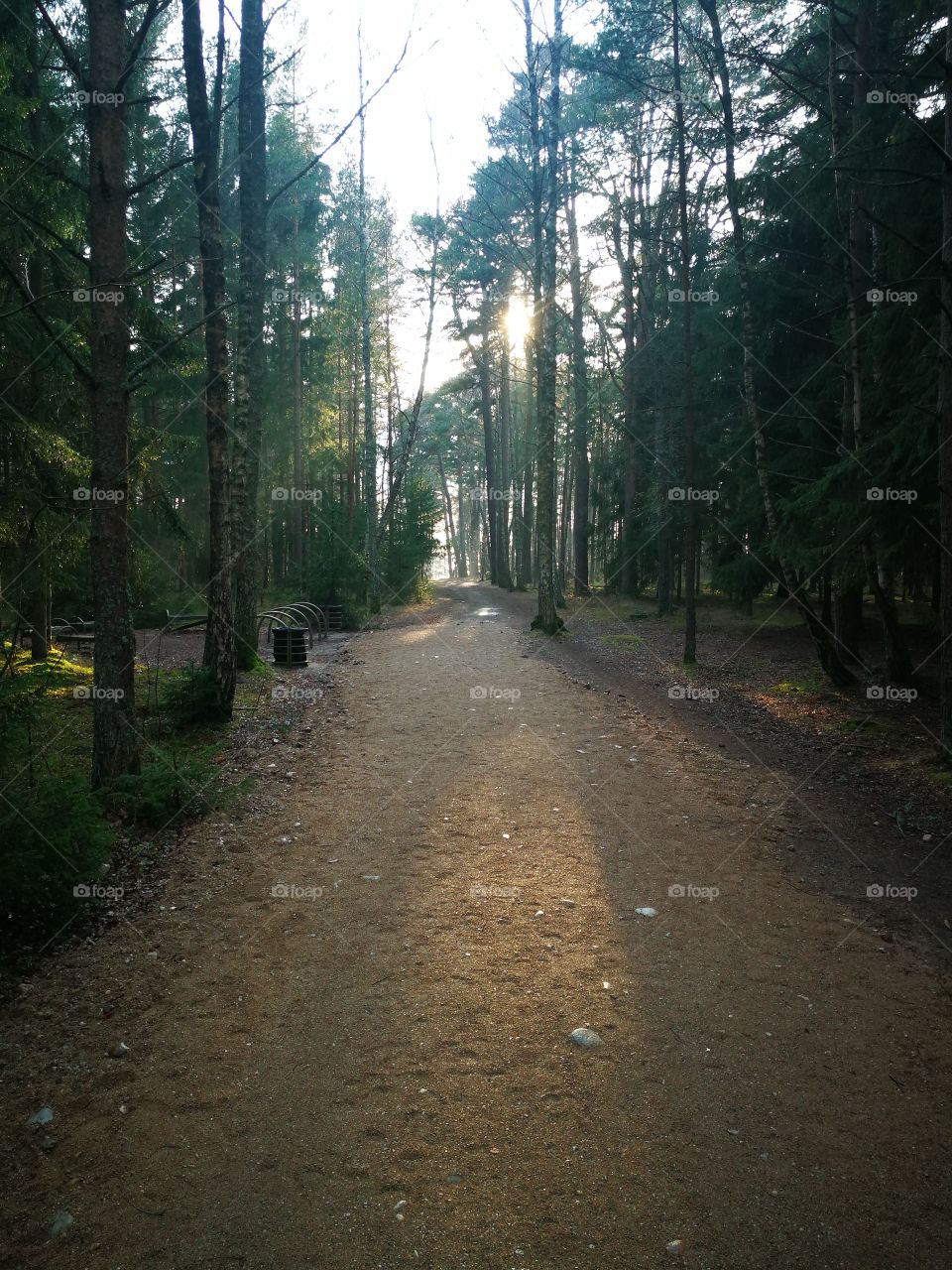 Forest entrance