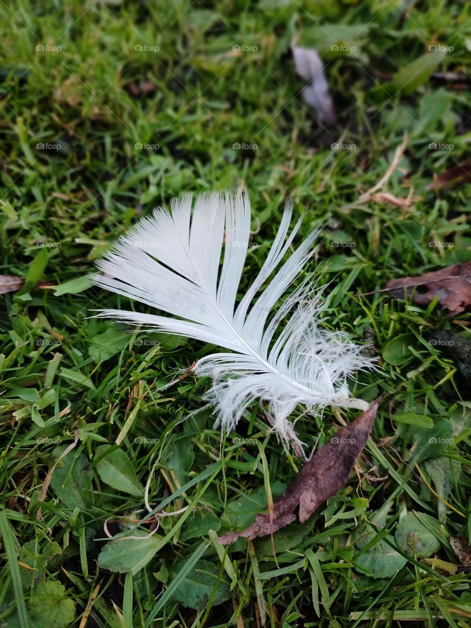 Feather in the grass