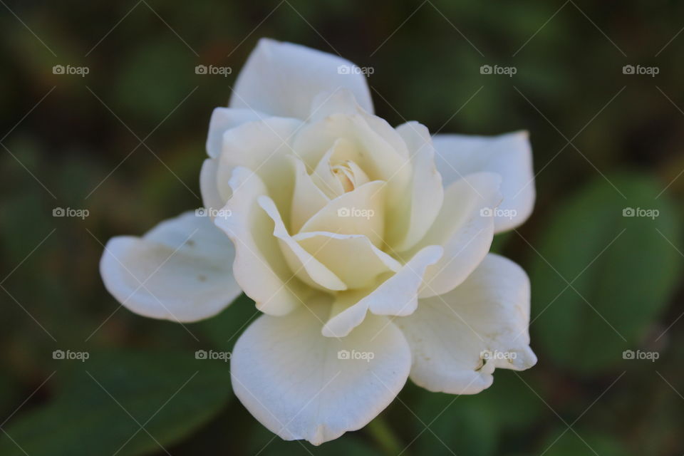 white rose