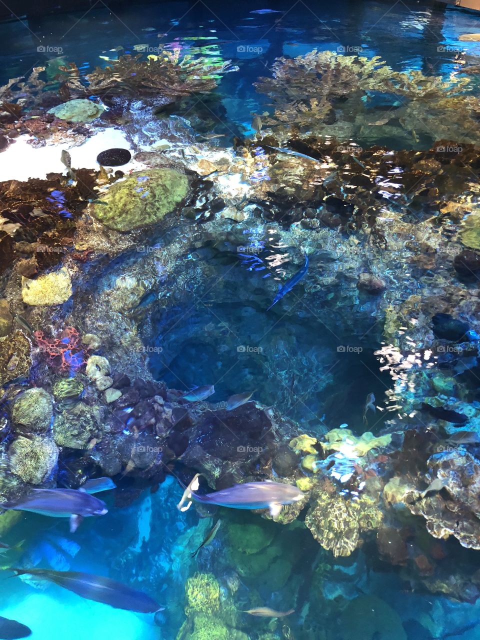 An aerial shot of the large tank and reef life in Boston’s aquarium. 