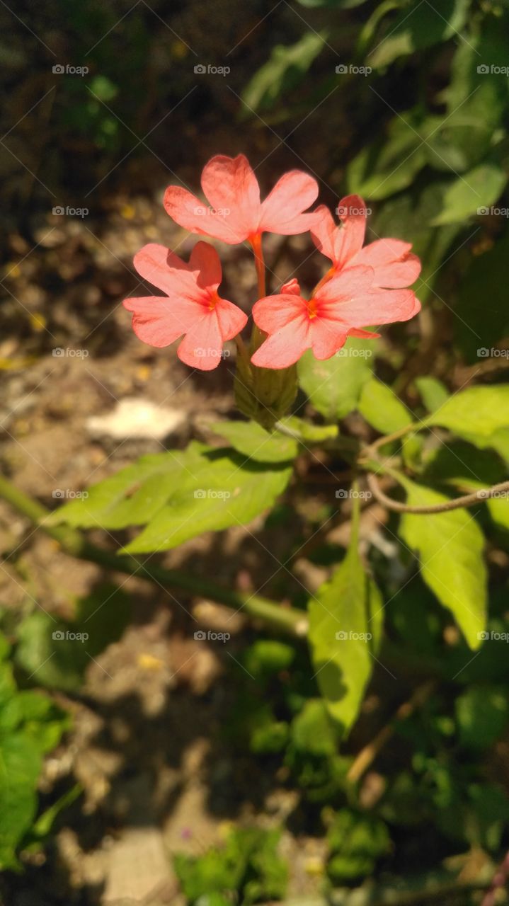 Crossandra infundibuliformis, the firecracker flower, is a species of flowering it looks like good views.