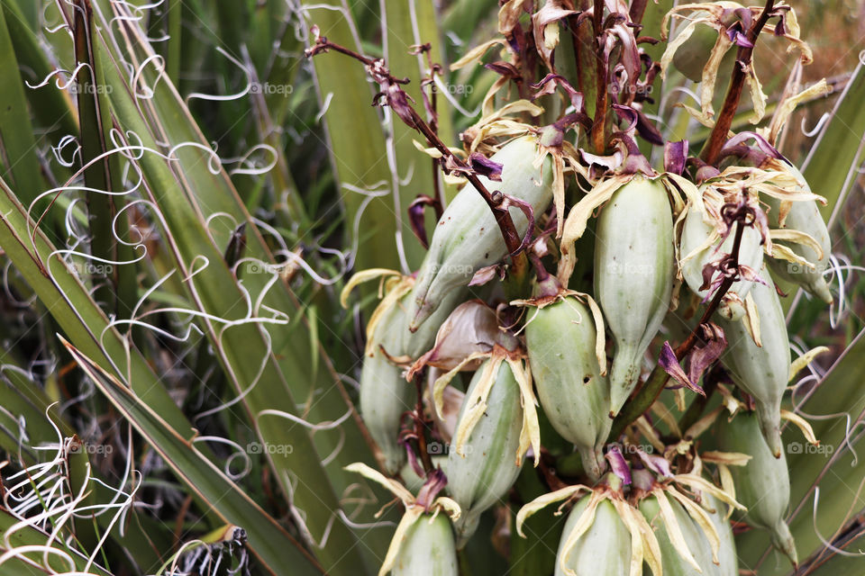 Banana Yucca Plant