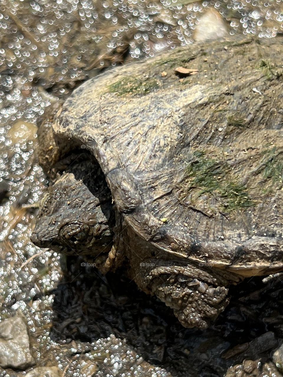 Snapping Turtle 