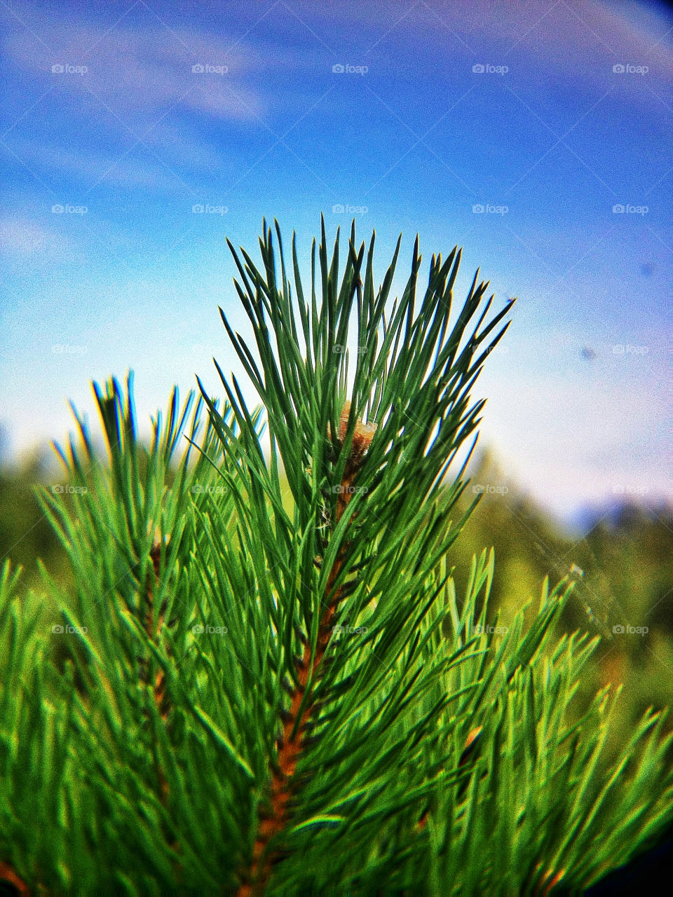 green nature macro tree by penguincody