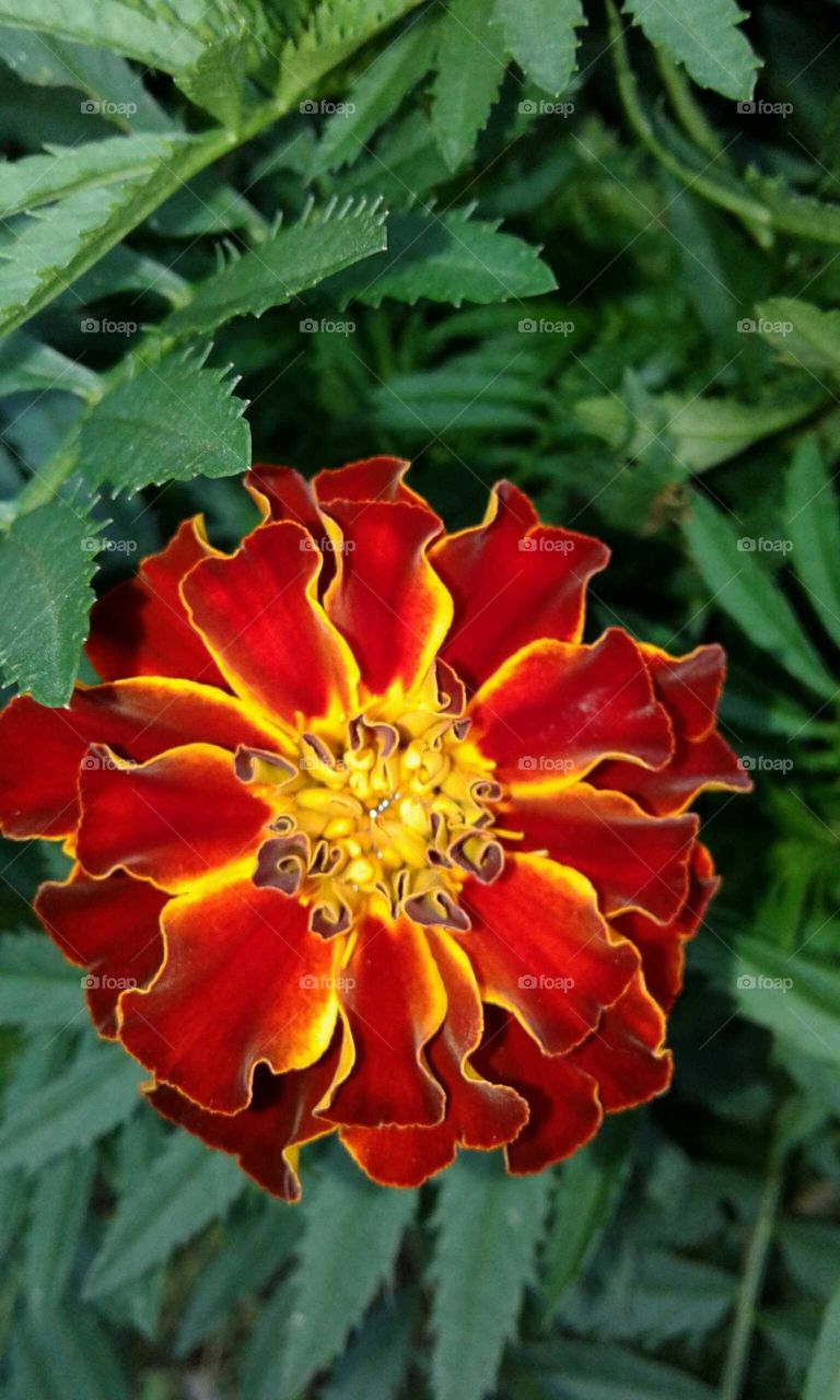 Marigold