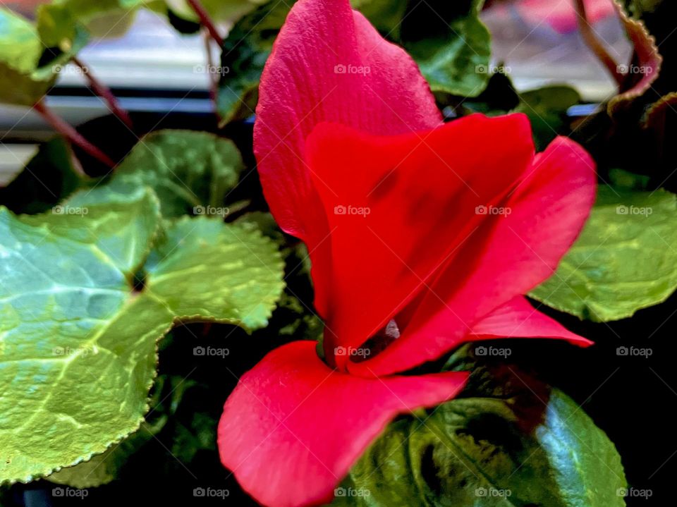 When colors meet in perfect contrast.
Quando as cores se encontram no contraste perfeito.