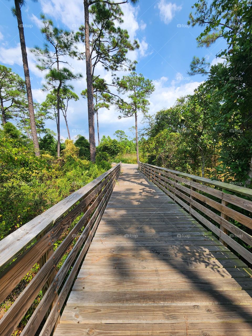 Tropical boardwalk