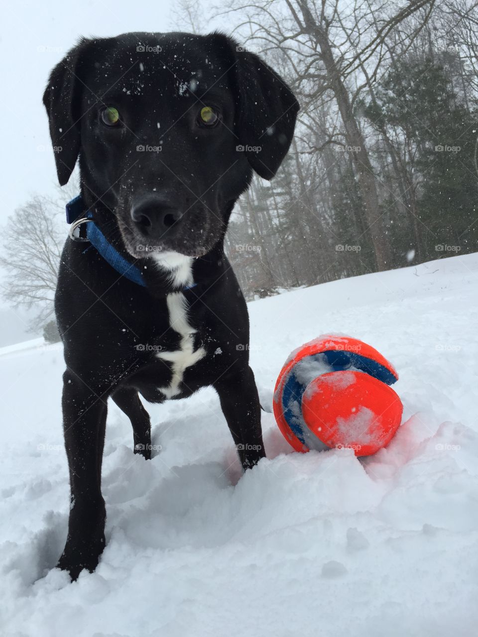 Play!. Puppy is ready for the snow! Just throw that ball and watch him go!