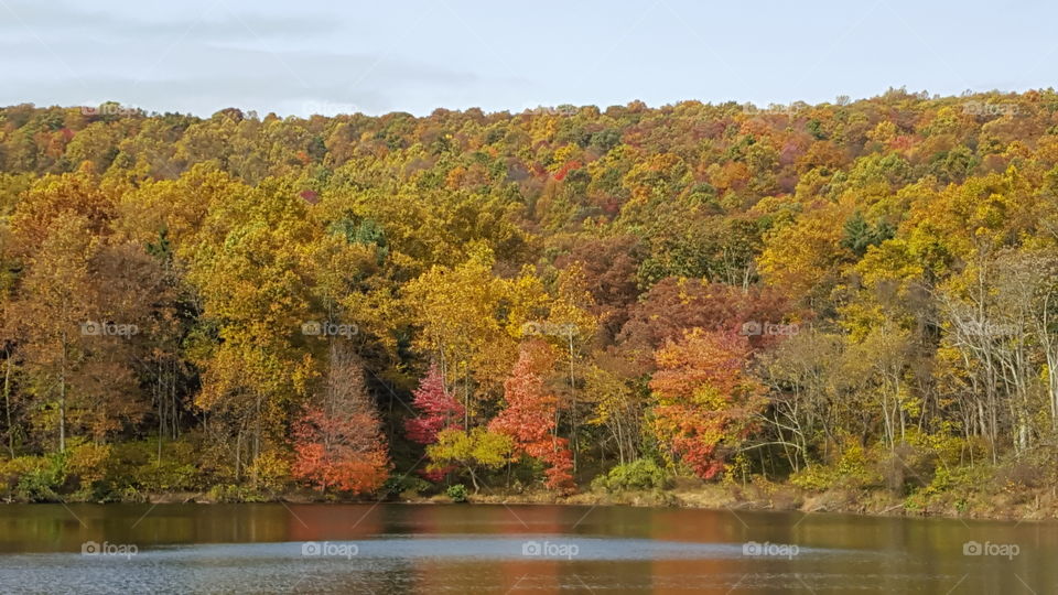 Fall, Tree, Landscape, River, Water