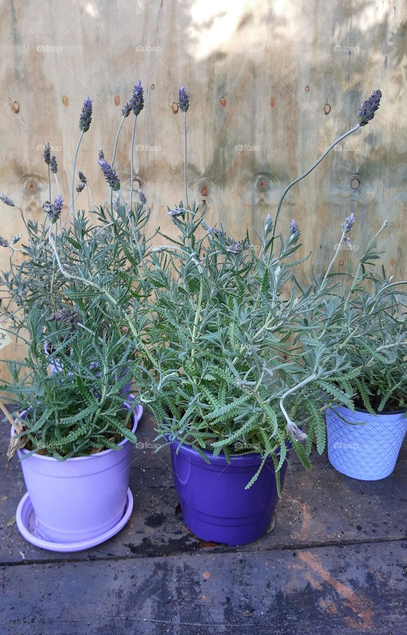 beaultiful lavander in vases