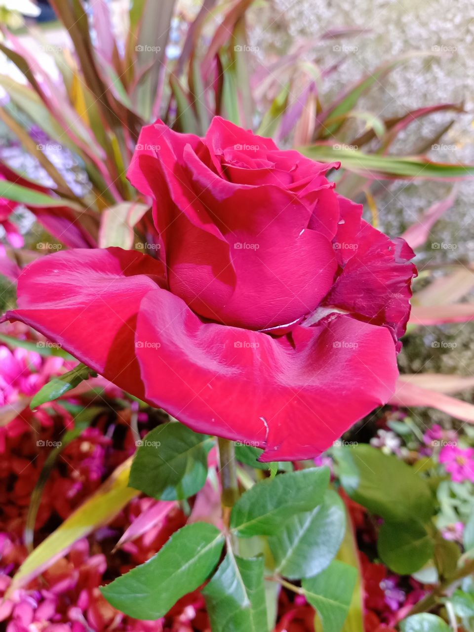 Beautiful red rose