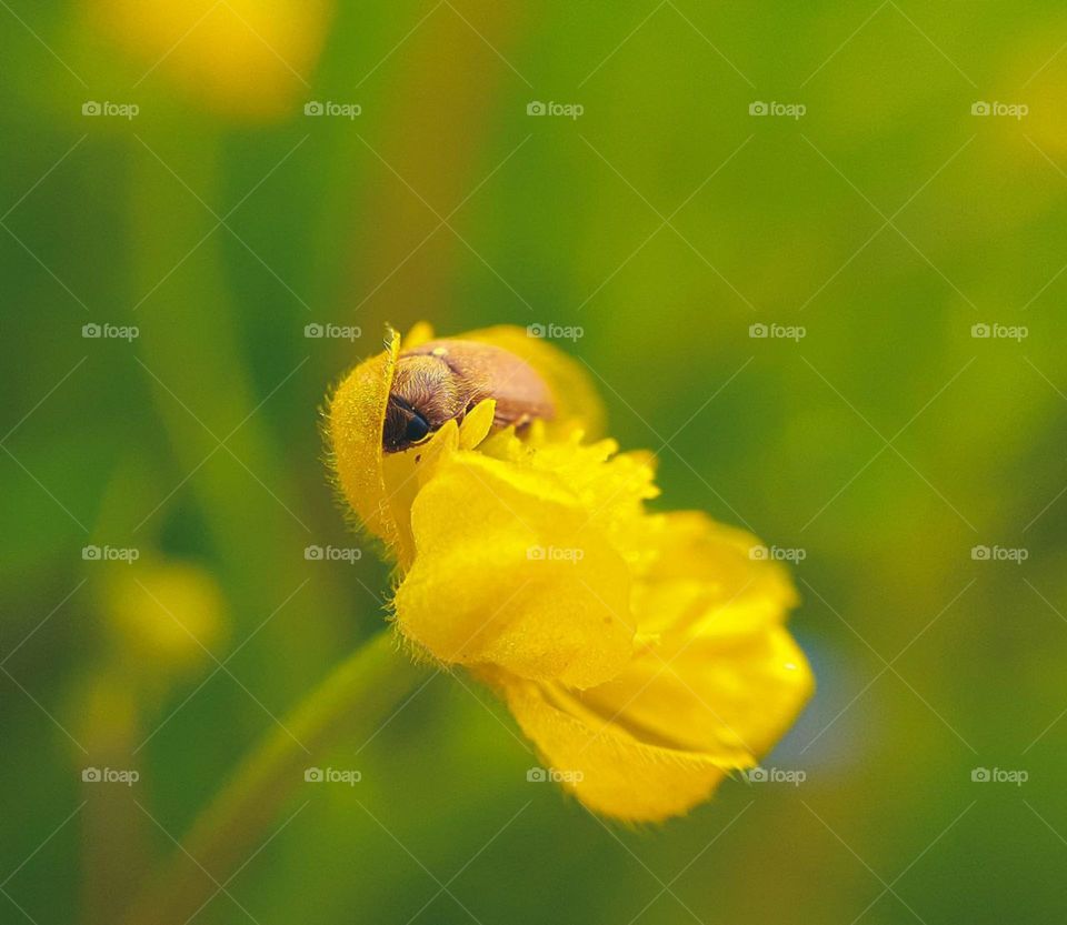 macro photo of a beetle hiding in a yellow flower from which bees collect pollen for honey
