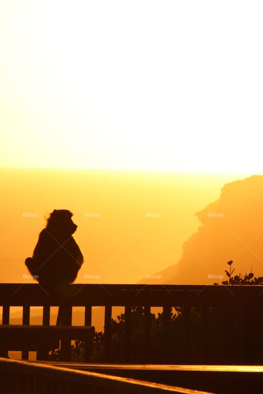 A baboon silhouetted at sunset 