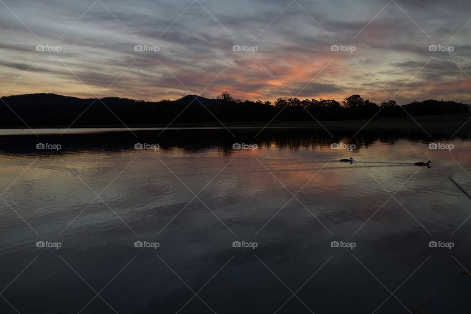 Ducks on the Lake at Dusk