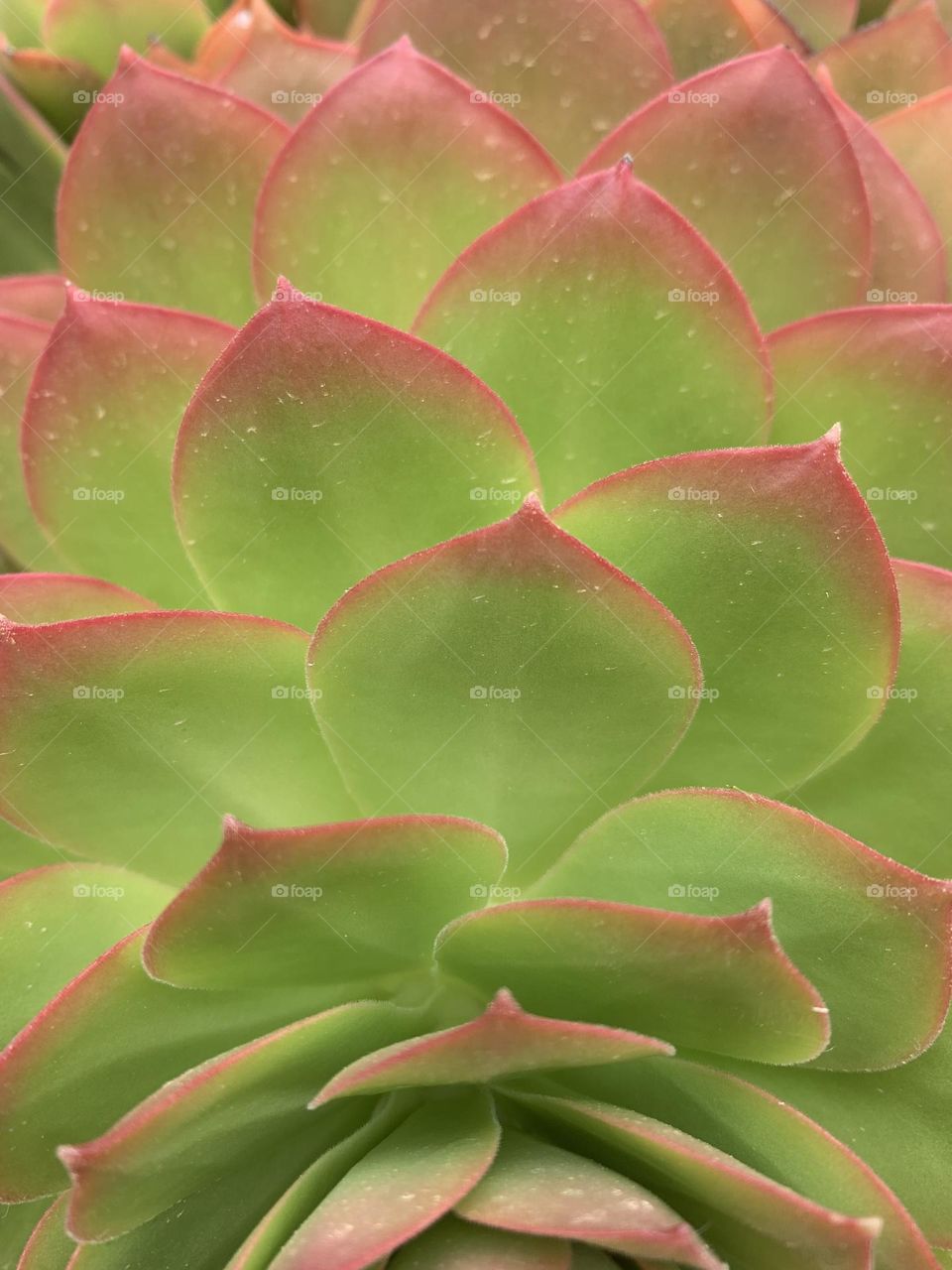 Succulent triangles leafs