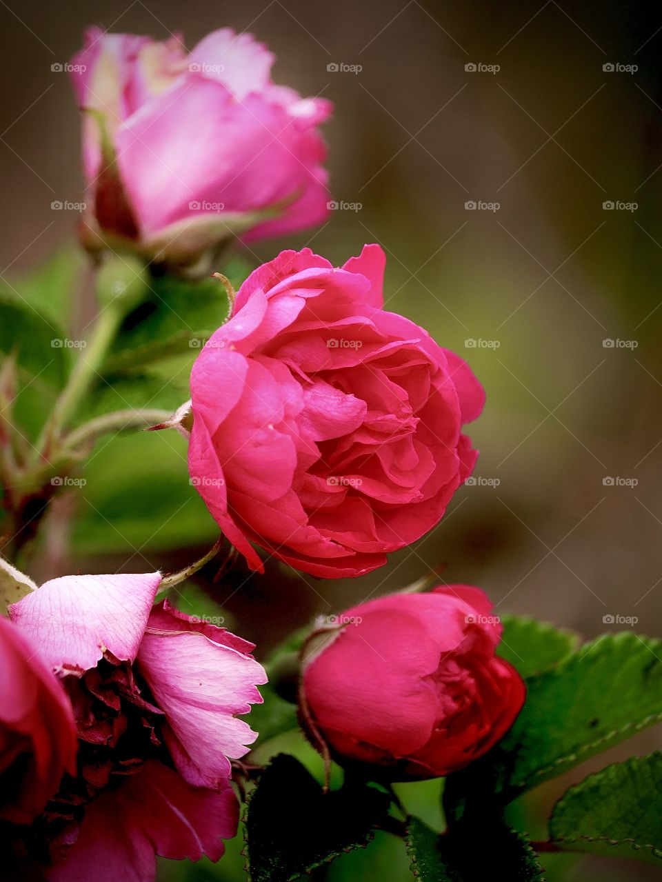 A stunning pink rose bush is illuminated by the soft light of a clear evening sky