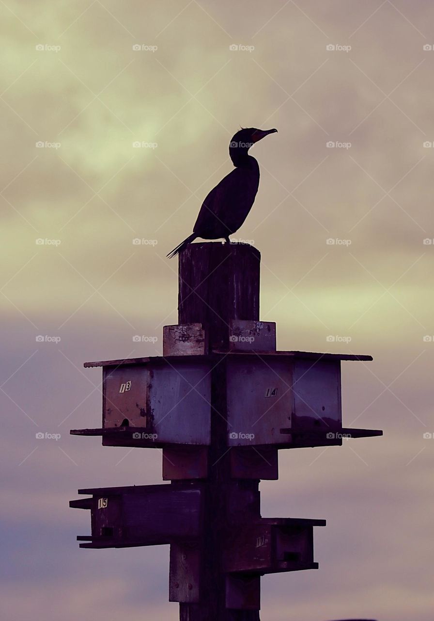 The silhouette of a cormorant against a summer sunset, purple and yellow hues in the backdrop