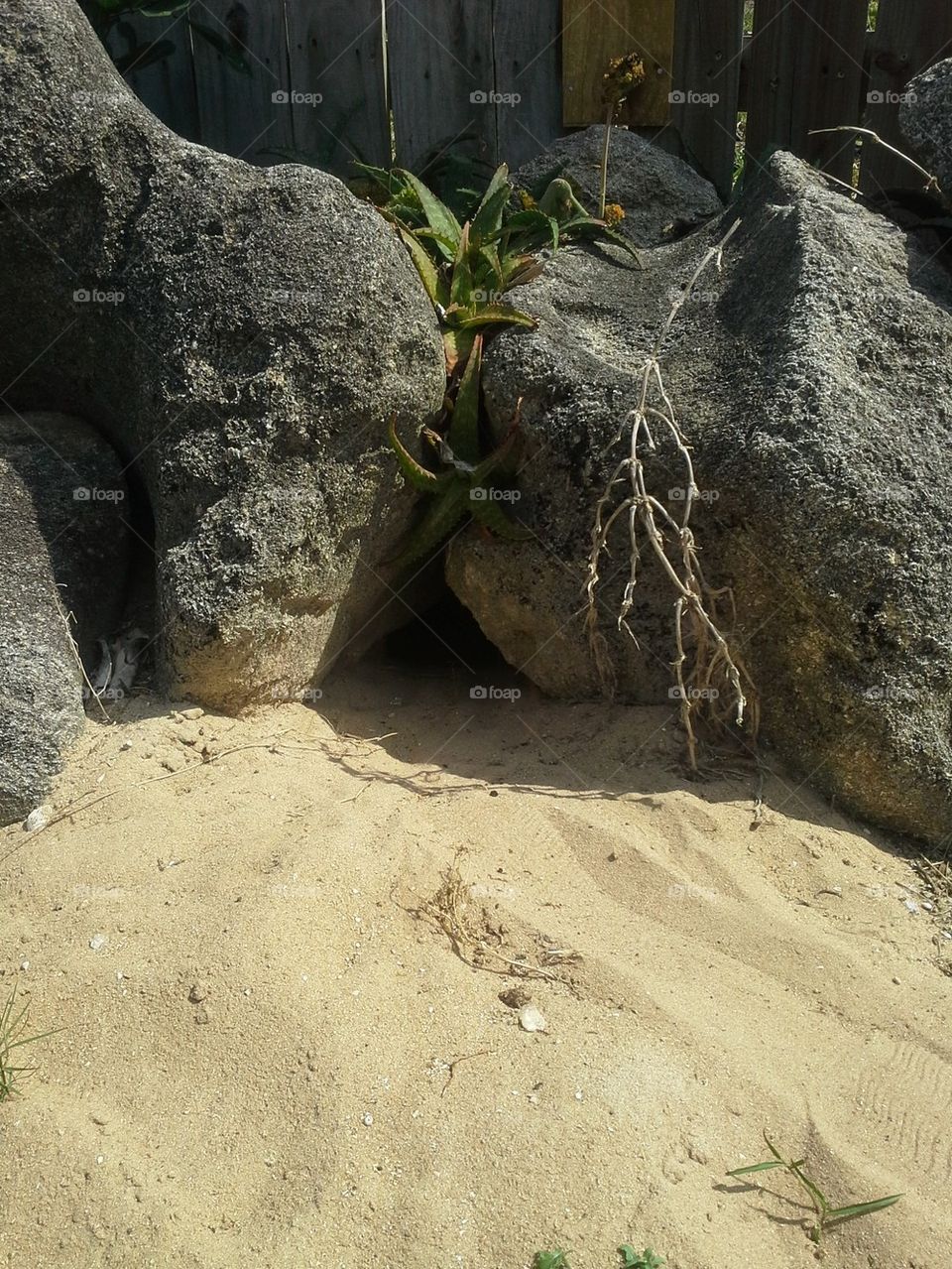 Turtle Burrow