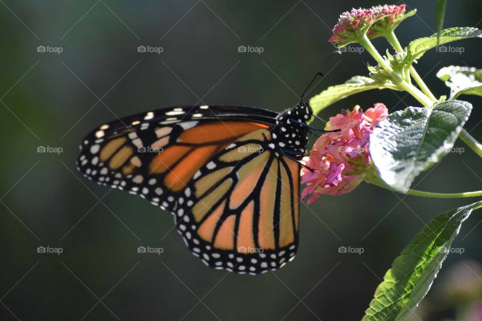 Butter fly on the flower