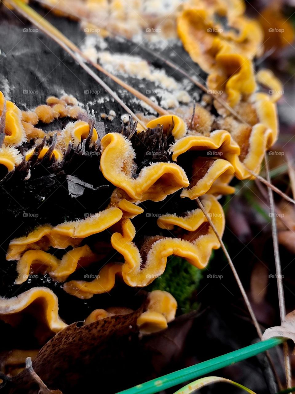 Wild yellow polypore fluffy mushrooms Stereum hirsutum on the wooden log in the forest closeup