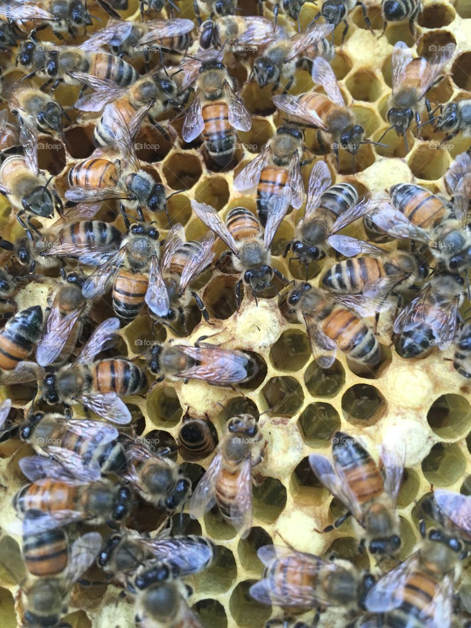 Bees in comb