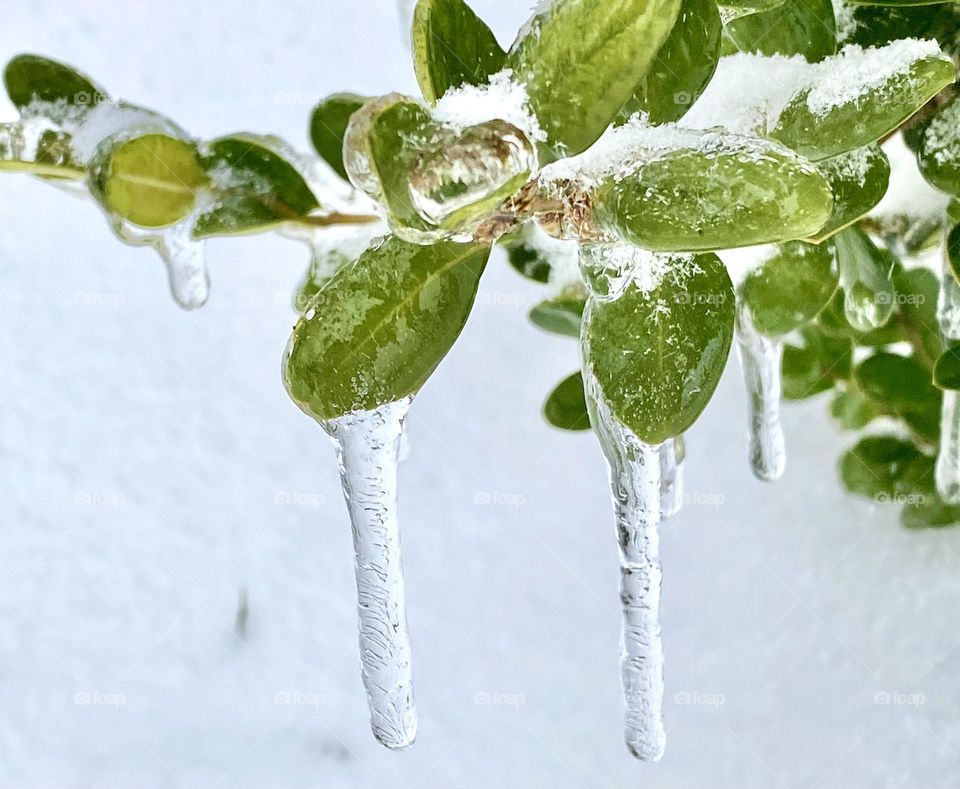 Frozen water on green leaves 