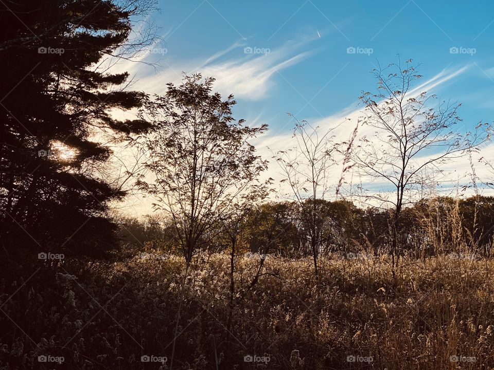 Beautiful walk through a meadow and woods