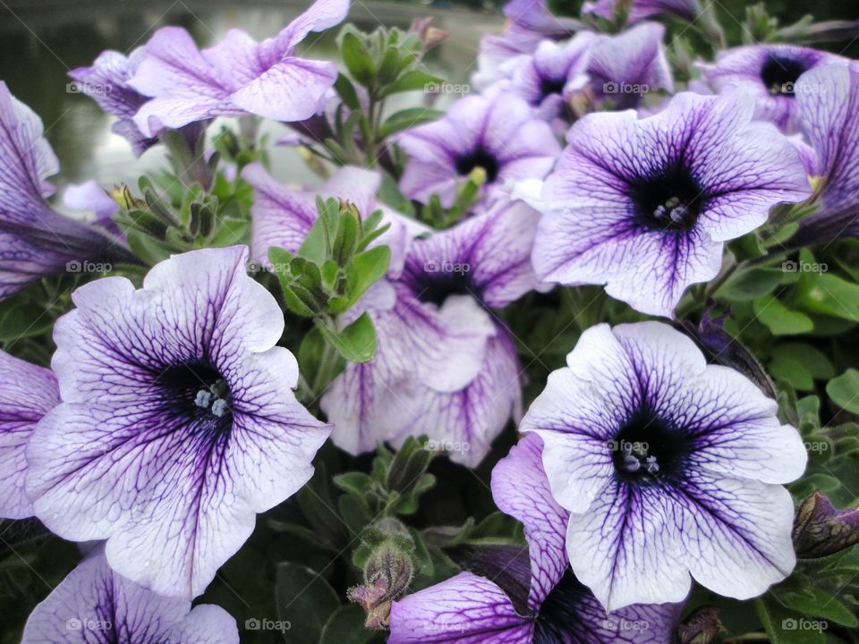 High angle view of flower