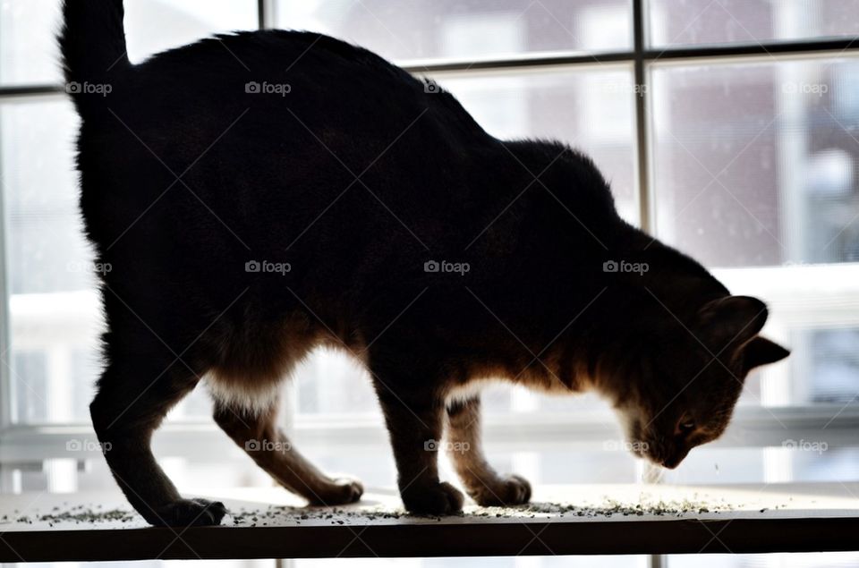 Cat on a sill