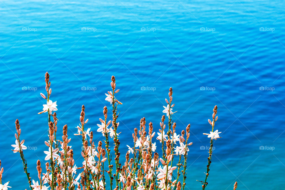 Flowers on blue sea background