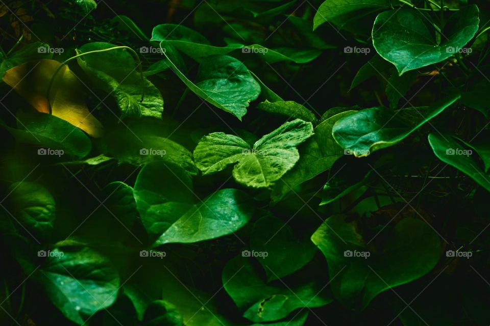 Green leaves arrange