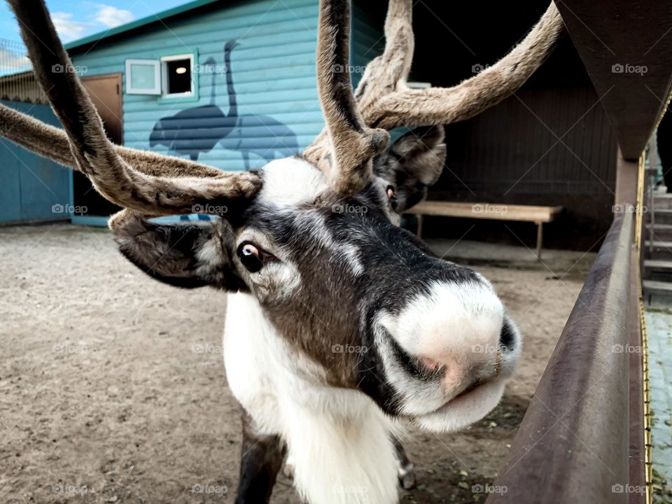 wild animals in the zoo, reindeer with big antlers looks at the camera