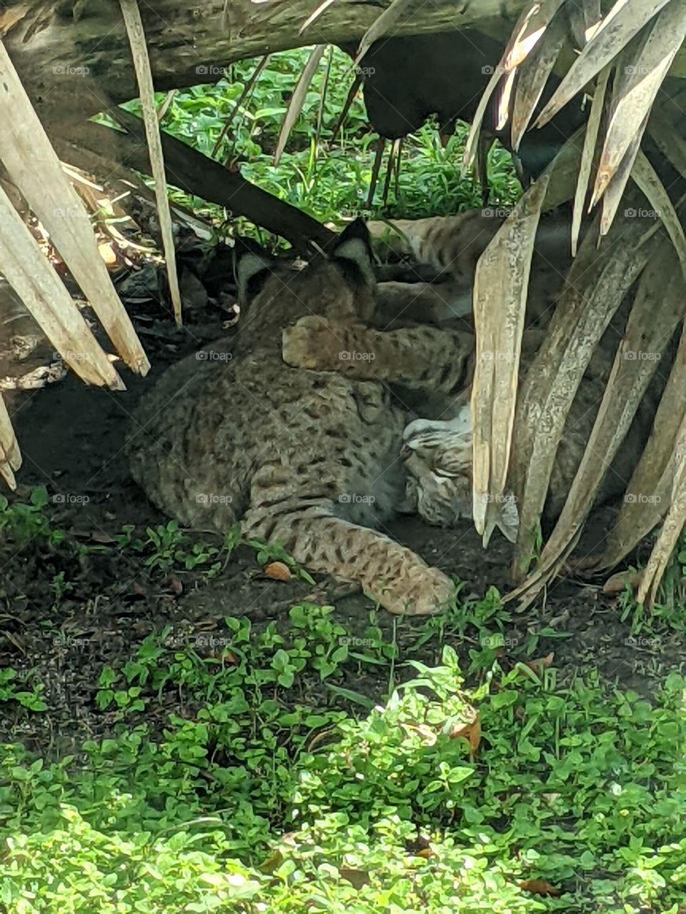 Bobcats Snuggling
