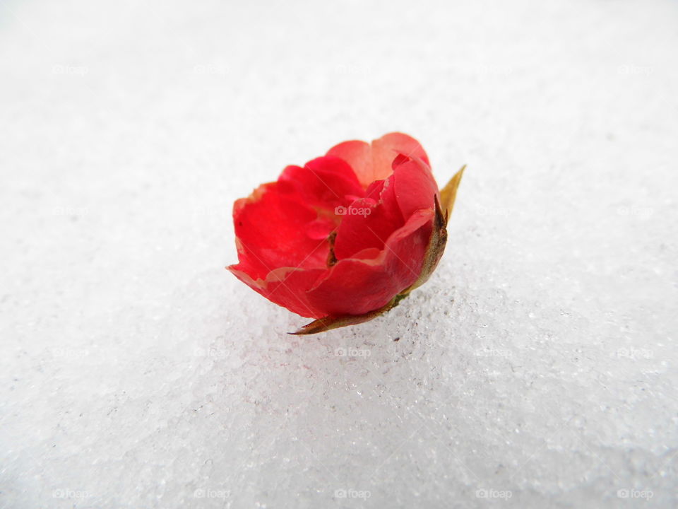 rose flower on snow
