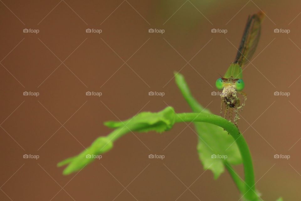 Ceriagrion coromandelianum is a species of damselfly in the family Coenagrionidae. it is commonly known as coromandel marsh dart and yellow waxtail