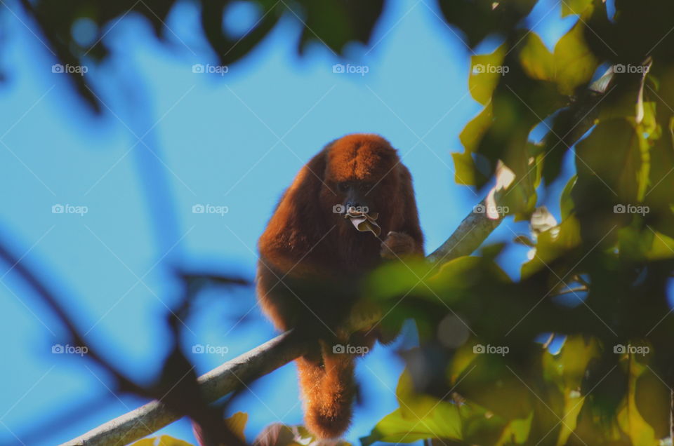 Howler monkey eating leafs
