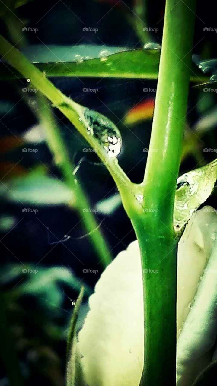 In the garden, after rain..