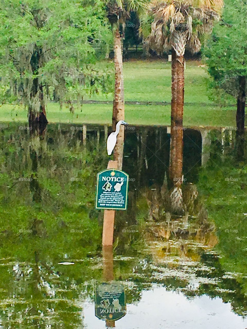 A white crane on a sign in a pond 