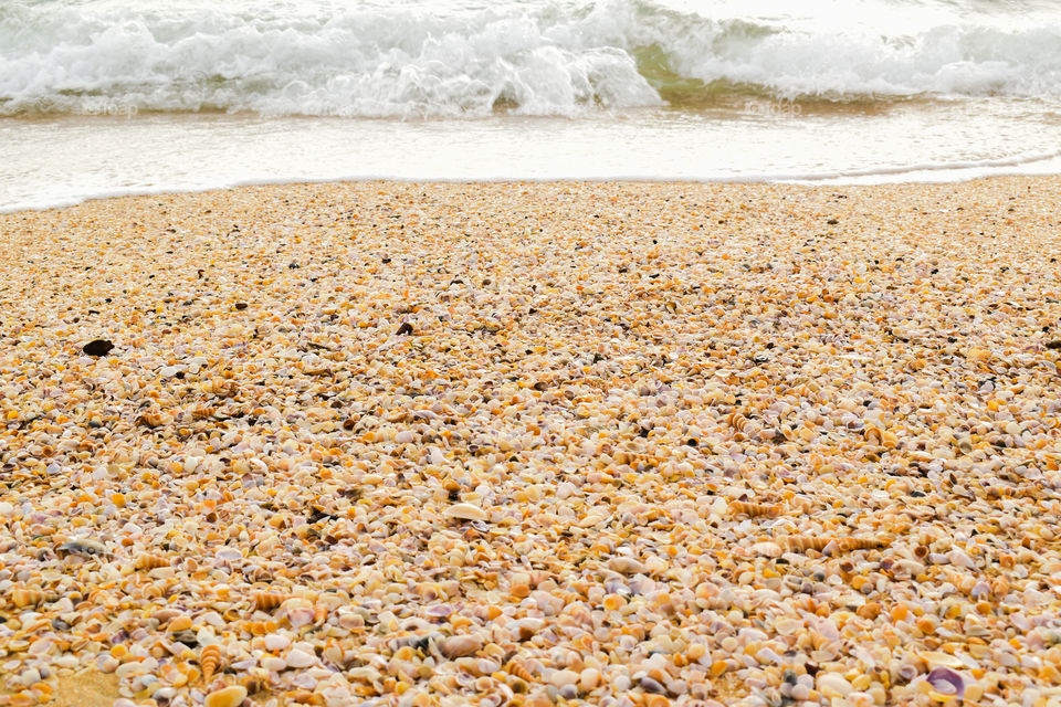 textures of sea shells