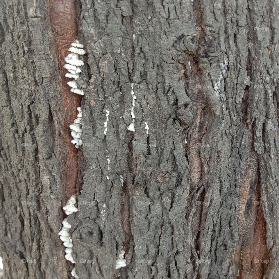 tree infection