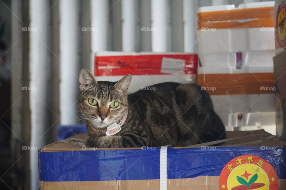 Cat sitting on a box