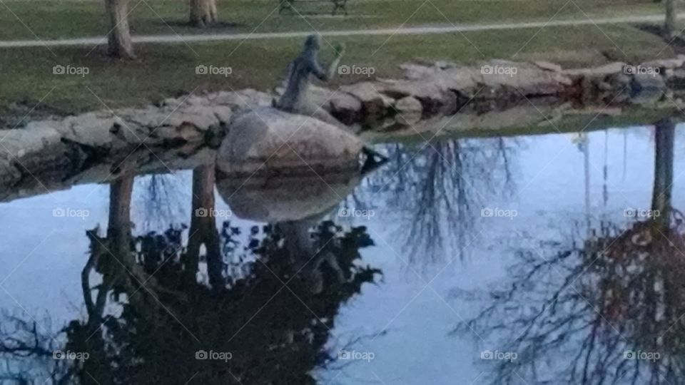 Tree, Nature, Water, Outdoors, No Person