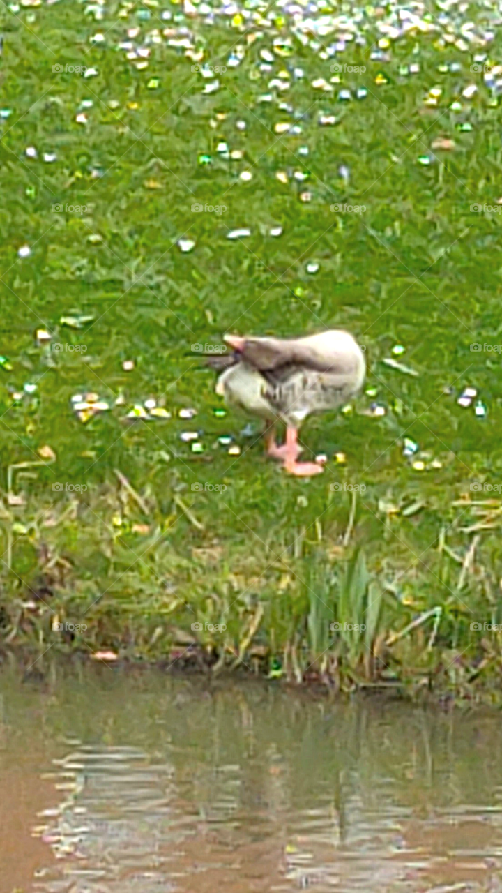 The duck cleans its body from the lake shore || The duck cleans its own body || Goose || The duck standing by the lake