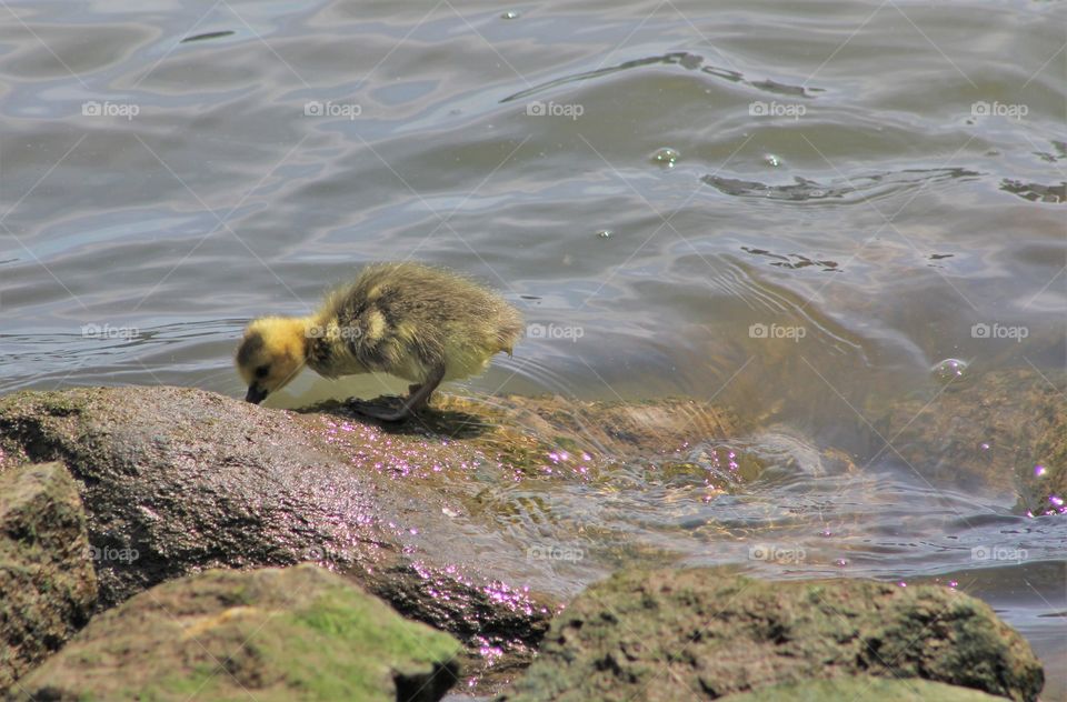 Gosling among rocks 
