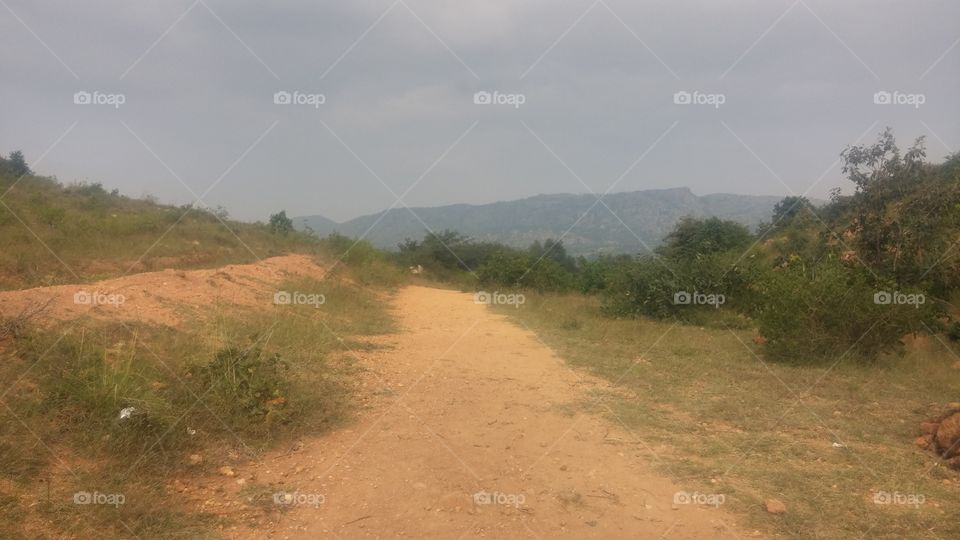 Landscape, Tree, Nature, Environment, Sky