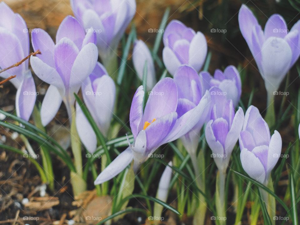 Crocus flower spring blossom 