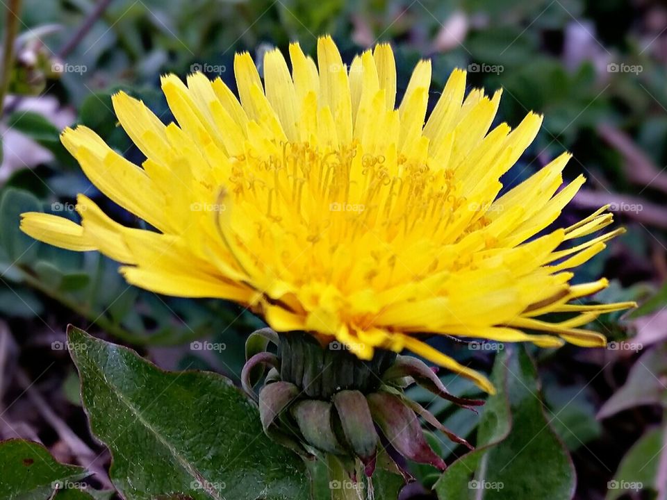 macro dandelion